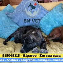 BNVET