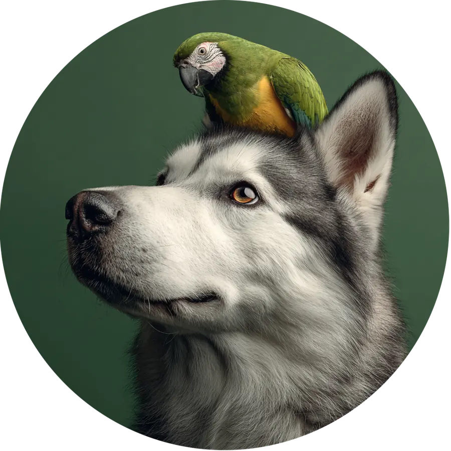 Pets